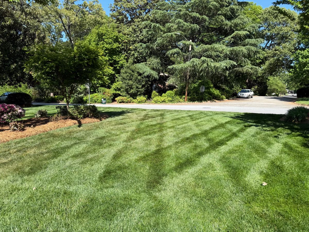 A striped lawn running down to the street past blooming azaleas.